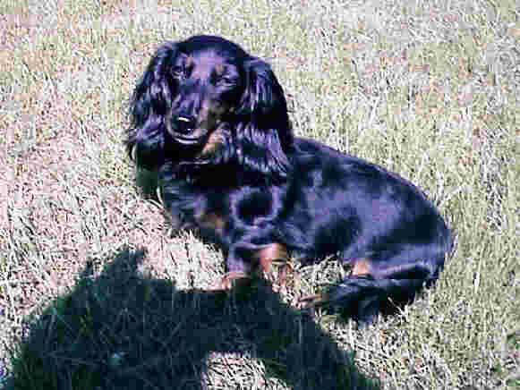 bibi.jpg (22431 Byte)